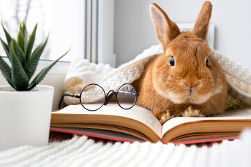 Cute brown little bunny rabbit with eyeglasses lying on plaid on windowsill reading book indoors near window.Smart,brainy pet.Bad poor vision,education concept