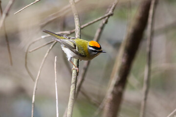 The common firecrest is a very small passerine bird in the kinglet family