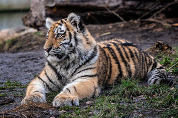 Cute siberian tiger cub, Panthera tigris altaica