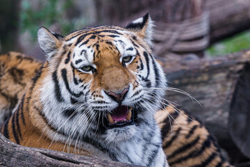 Siberian tiger, Panthera tigris altaica