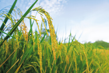 Golden yellow rice ear in the asian agriculture field with empty space at right side of the picture