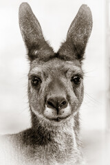 Kangaroo doe portrait