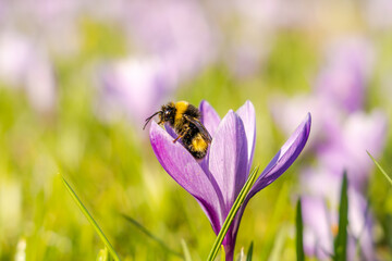 Frühling im Botanischen Garten; Hummel sitzt auf einer Krokus-Blüte