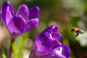 Fioletowy krokus i pszczoła zbierająca pyłek kwiatowy