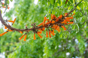 Tree jasmine (scientific name: Mayodendron igneum) orange flowers bloom beautifully on the tree.