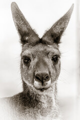 Kangaroo doe close up