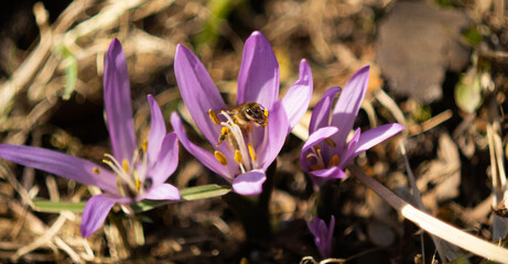 Fioletowy krokus i pszczoła zbierająca pyłek kwiatowy - obrazy, fototapety, plakaty