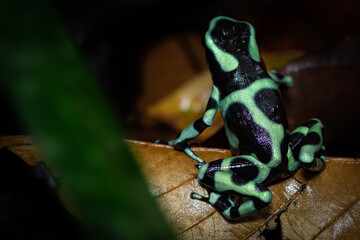Green and Black Poison Dart Frog (Dendrobates auratus) in the undergrowth of a tropical raiforest. Anura order. Puerto Viejo de Sarapiqui, Costa Rica.