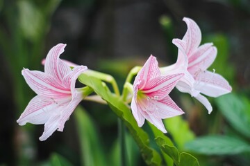 pink lily flowers blossom with blur background
