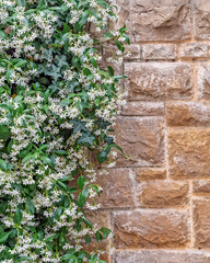white jasmine flowers with green foliage and brown stone wall background, space for your text or logo