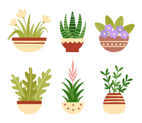 Home plants in pots. Botanical succulents, blooming flowers with green leaves. House decoration, home garden elements