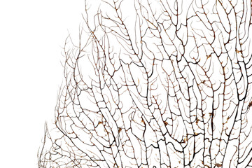 Beautiful exotic branching coral on white background, closeup