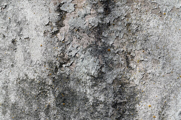 bark, biology, branch, brown, care, circle, close-up, closeup, cracks, cut, cut branch, cut marks, detail, environment, firewood, forest, forestry, fresh, fruit, fruit tree, garden, green, growing, gr