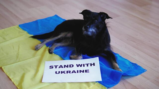 Happy black dog puppy pet lying on ukrainian flag with a banner poster Stand with Ukraine. Stop War. Stop Russia. Support Ukraine. No war. 