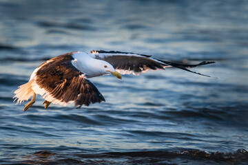 Naklejka premium Southern black-backed gull in flight