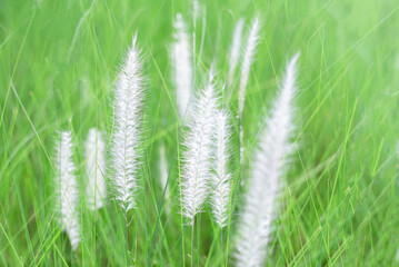 meadow flowers plants in nature