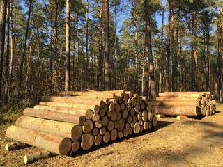 Wycinka drzew w Polsce , drzewa wycięte , lasy wycinają się , drzewa wycięte w lasie , las...