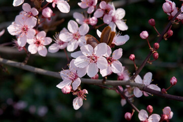 Obraz premium Kirschblüte 2