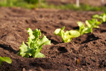 Young lettuce plant growing outdoors in a garden in sunlight