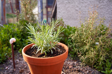 Fresh herb growing in a pot in a backyard