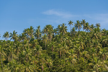 Fototapeta na wymiar Silhouette of green coconut palm trees background on the mountain and blue sky background, Thailand