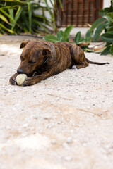 The dog playing with tennis ball outside.