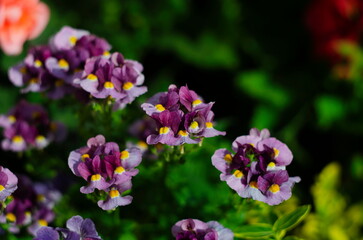 Macro photo of the Summer flower. Nature concept. Violet flowers meadow. Gardening planting plants and flowers.