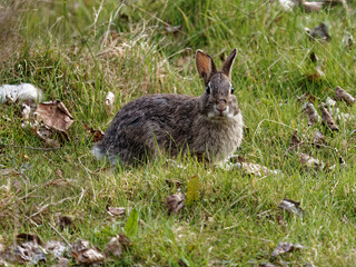brown rabbit  in a meadow