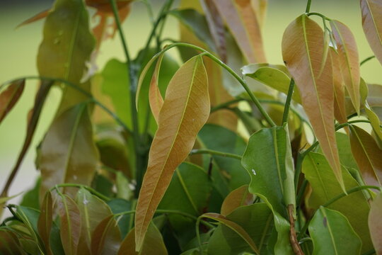 Polyalthia longifolia (glodokan, glodogan tiang ) with a natural background. This evergreen tree is known to grow over 20 m and planted due to its effectiveness in alleviating noise pollution