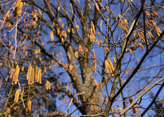 Flowering of the hazel tree in spring.Hazel, Corylus avellana, is a deciduous monocotyledonous plant of the birch family Betulaceae, genus Corylus.