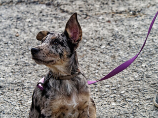 very nice portrait of a puppy apuan sheperd dog