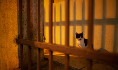 Cats of Istanbul. A cat is standing on a street from Istanbul, Turkey, in the middle of the night.