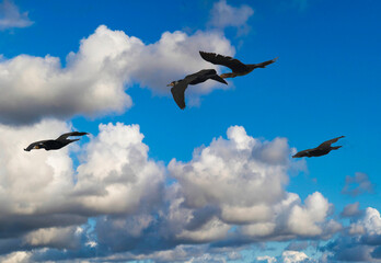 detail of cormorants in the sky