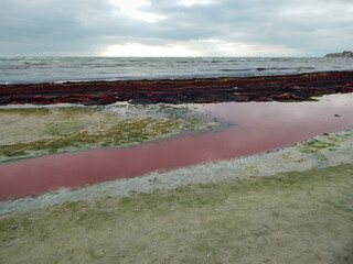 Purple ice on the shore.