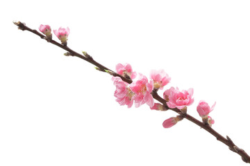 白背景の桃の花