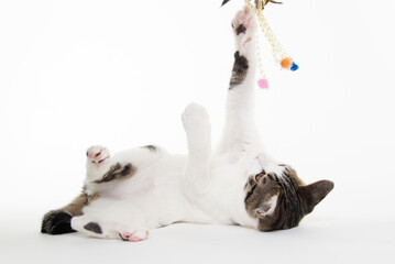 手を挙げておもちゃで遊ぶ猫
