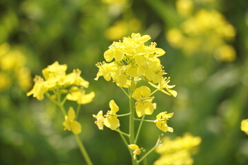 Obraz premium なのはな