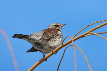 Fototapeta premium Turdus pilaris sit on tree Fieldfare sit on branch Volgograd region, Russia.