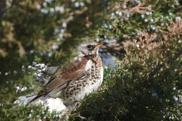 Turdus pilaris sit on tree
Fieldfare sit on branch Volgograd region, Russia.