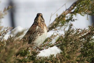Turdus pilaris sit on tree
Fieldfare sit on branch Volgograd region, Russia.