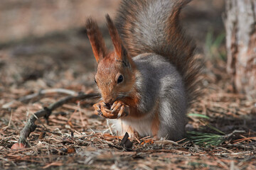 Naklejka na ściany i meble Red squirrel sit on ground in winter scene, Sciurus vulgaris 
