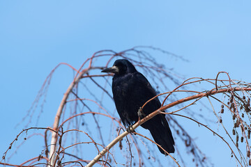 Corvus frugilegus sit on tree
Rook (bird) sit on branch Volgograd region, Russia.