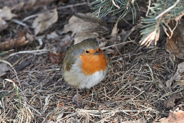 Erithacus rubecula sit on ground
European robin, robin, robin redbreast sit on snow Volgograd region, Russia