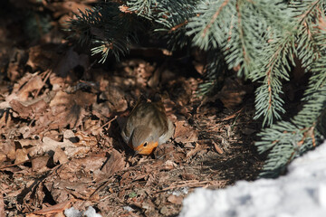 Erithacus rubecula sit on ground
European robin, robin, robin redbreast sit on snow Volgograd region, Russia