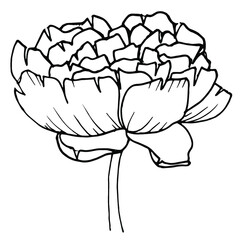 Black and white outline of a peony flower drawn by hand