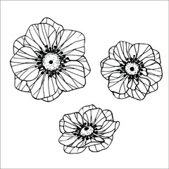Fototapeta premium Black and White Outlines of Anemone Flowers Hand-drawn