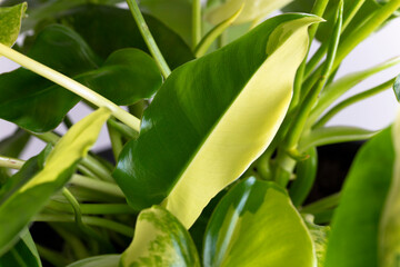 Fresh Philodendron leaves.