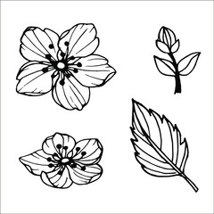 Black and White Cherry Blossom Outlines Hand Drawn 