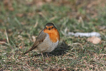 Erithacus rubecula sit on ground
European robin, robin, robin redbreast sit on snow Volgograd region, Russia