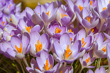 Obraz premium The first spring flowers. Purple crocuses in a clearing